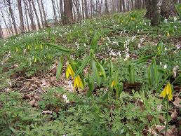 a carpet of dutchman's breeches and bellworts blankets the forest understory