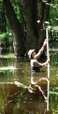 field researcher measures relative elevation in chest deep flood water.